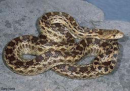 PacificGopherSnake.jpeg