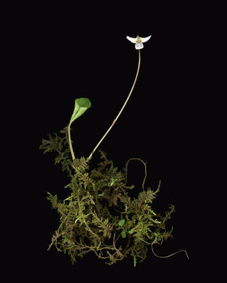 Moss