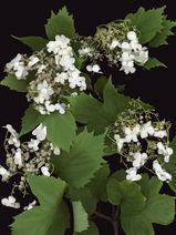 Hydrangea