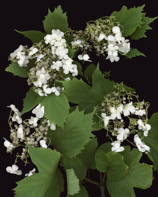 Hydrangea