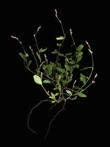 Persicaria