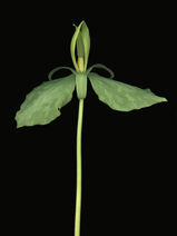 Trillium