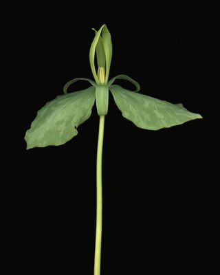 Trillium