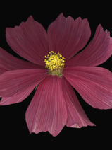 Cosmo