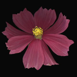 Cosmo