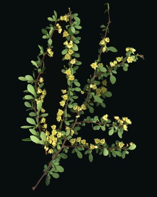 Berberis