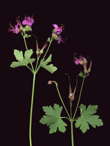 Geum
