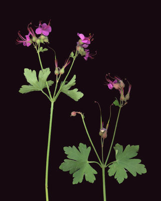 Geum