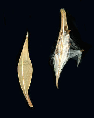 Milkweed