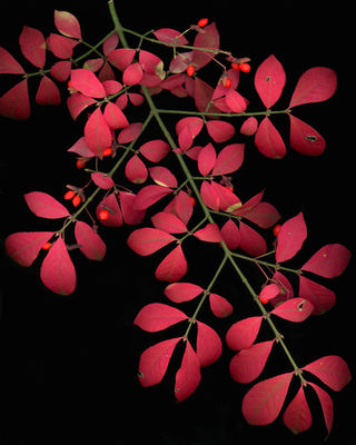 Euonymus