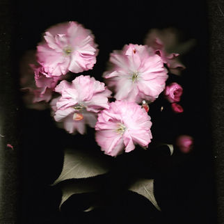 Cherry blossom