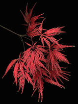 Maple
