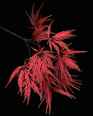 Maple