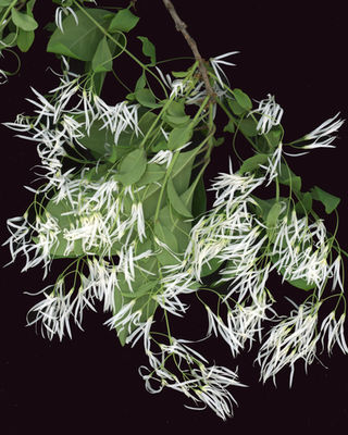Chionanthus