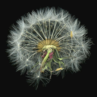Dandelion