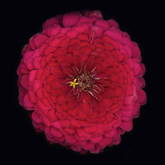 Zinnia