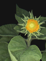 Teddy sunflower