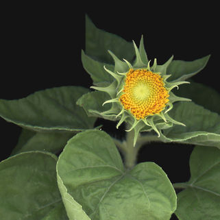 Teddy sunflower