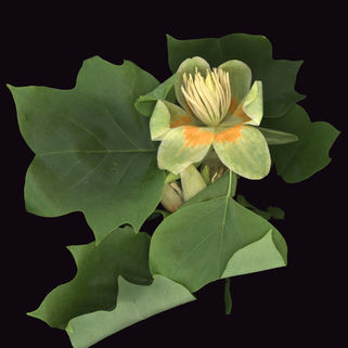 Liriodendron