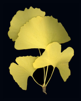 Ginkgo spur