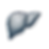 Liver