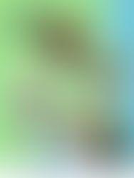 🌿 基督城|周末活动汇总|8月8日至9日