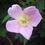 Thumbnail: Rose Abundance Bundle