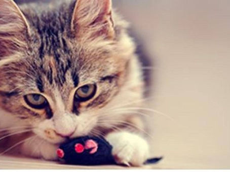 ¿Cómo criar correctamente a tu gatito?