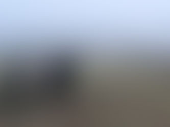 Cows on Pewley Meadows