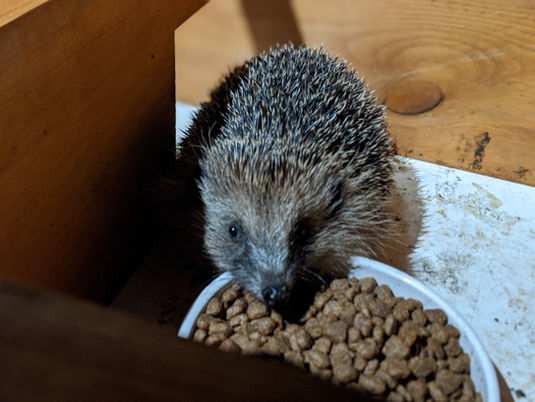 Hedgehog eating some food