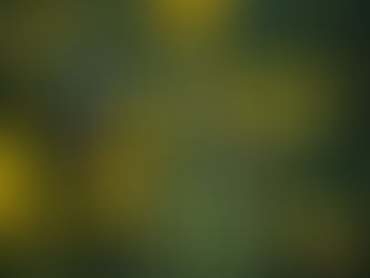 A ladybird rests in a relatively safe location between the prickles of a gorse bush