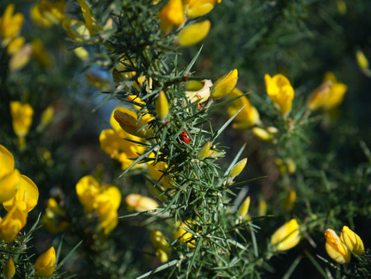 A ladybird rests in a relatively safe location between the prickles of a gorse bush