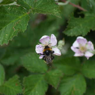 White-tailed Bumble Bee on a blossom flower