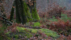 Moss emphasises the base of a tree trunk.