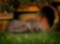 Two hedgehogs amongst some flower pots in a garden scene