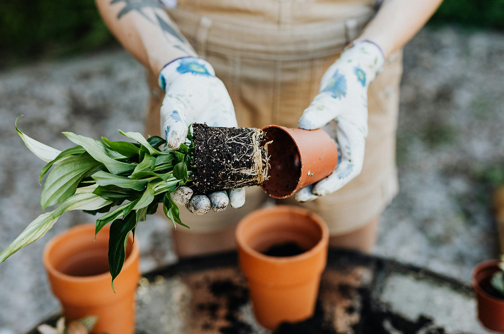 Person in gloves repotting a green plant from a small terracotta pot outdoors. Soil scattered on a table. Casual, earthy setting.