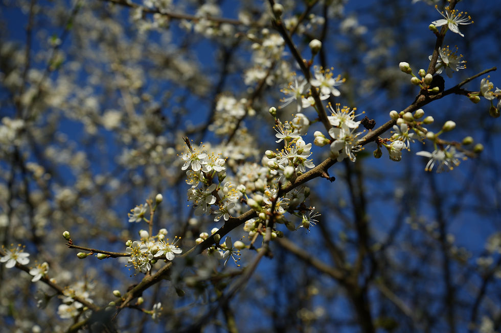 Close-up of white blossoms on a tree branch against a clear blue sky. Soft focus creates a dreamy, serene mood.