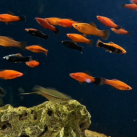 05c28046-9956-4a64-b59f-bd79b65f1a62.png