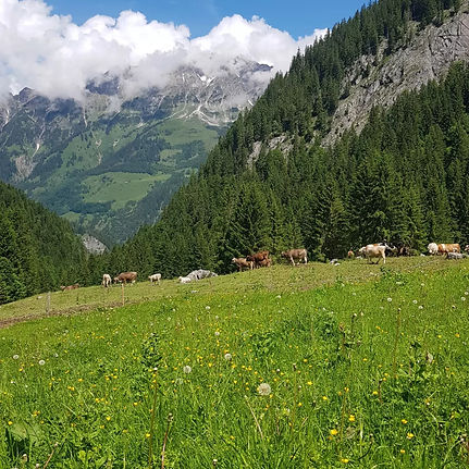 Bild: auf der Gadenalpe