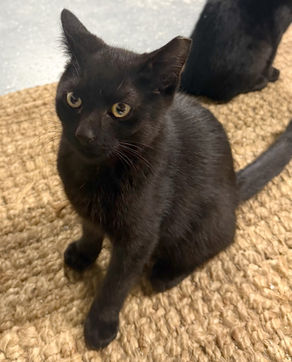 Triple Adoption Celebration!