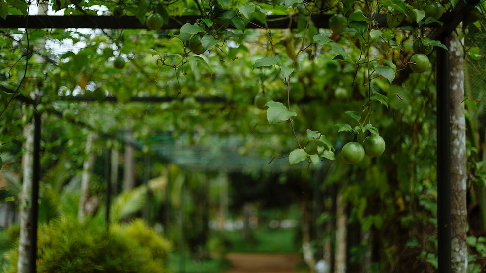 Passion Fruit at Palmgrove Lake Resort.j