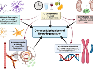 How Neuromodulatory Therapies and Photobiomodulation Target the 5 Common Mechanisms of Neurodegeneration