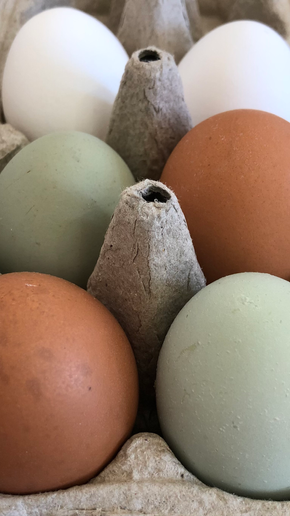 5 Things You Need to Know About Eggs!