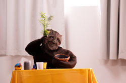 Cópia de peirô_211124-005