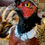 Thumbnail: Taxidermy Pheasant 
