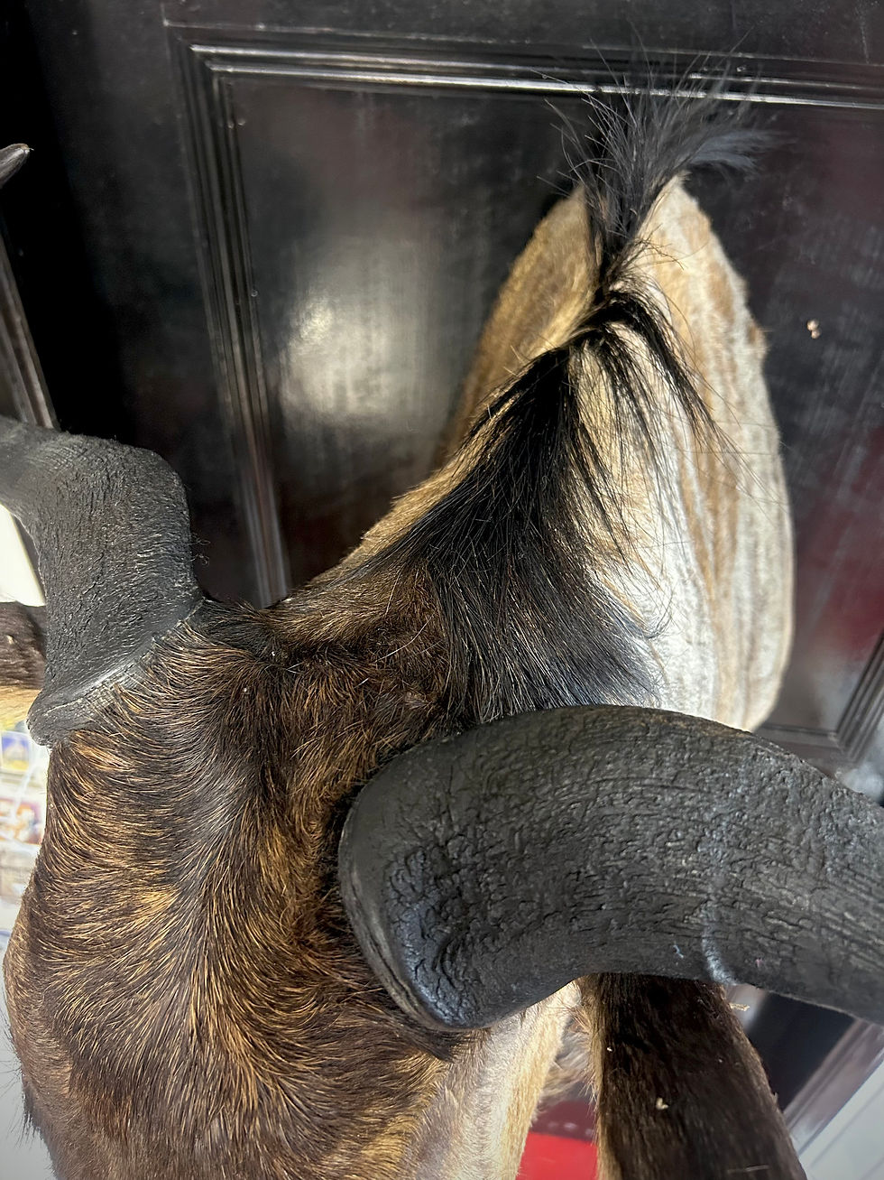 Thumbnail: Taxidermy African Blue Wildebeest Shoulder Mount 