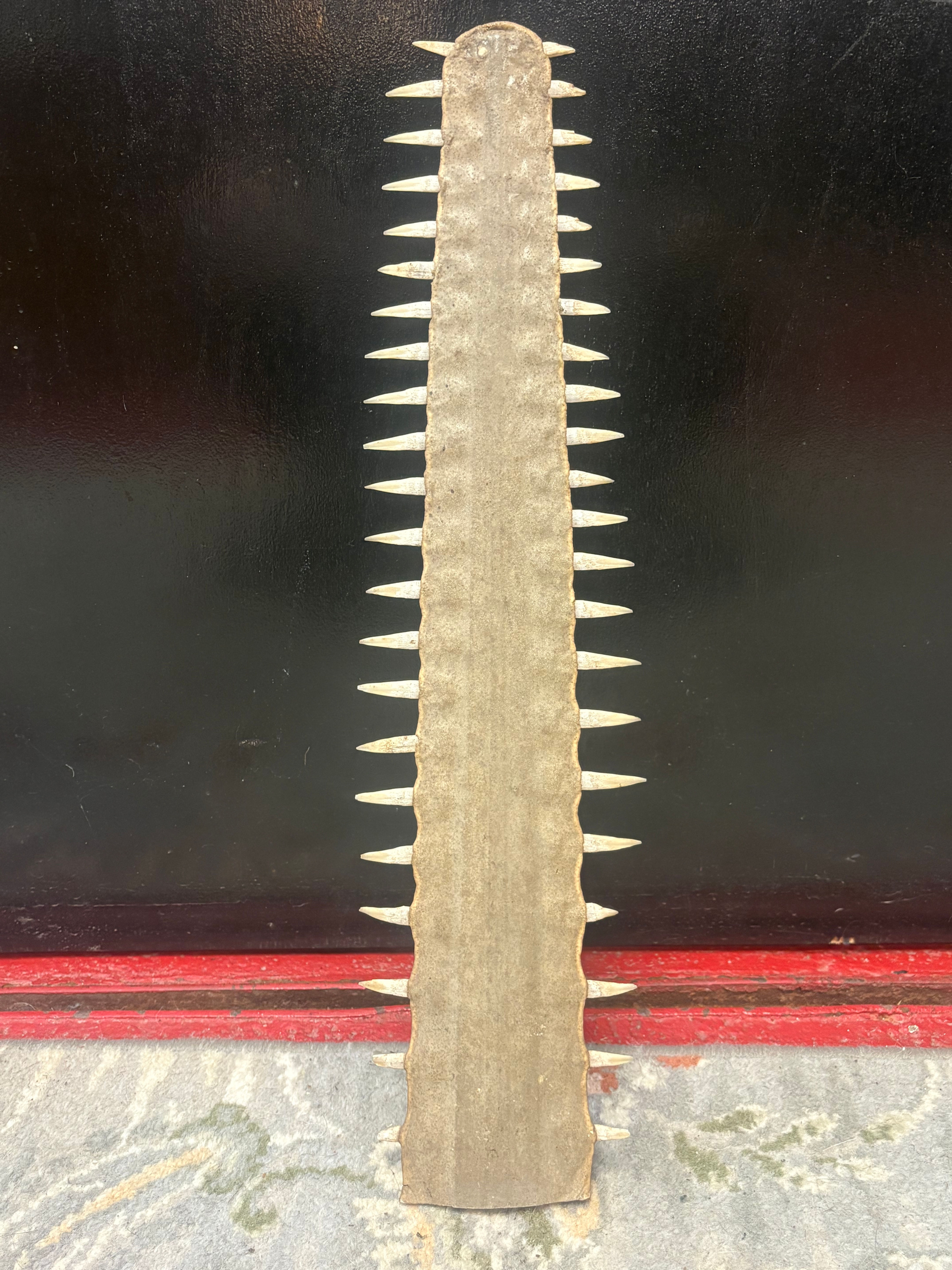 Taxidermy Sawfish Swordfish Rostrum Bill Snout Saw Sword Fish Shark
