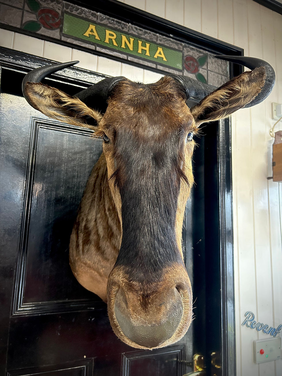 Thumbnail: Taxidermy African Blue Wildebeest Shoulder Mount 