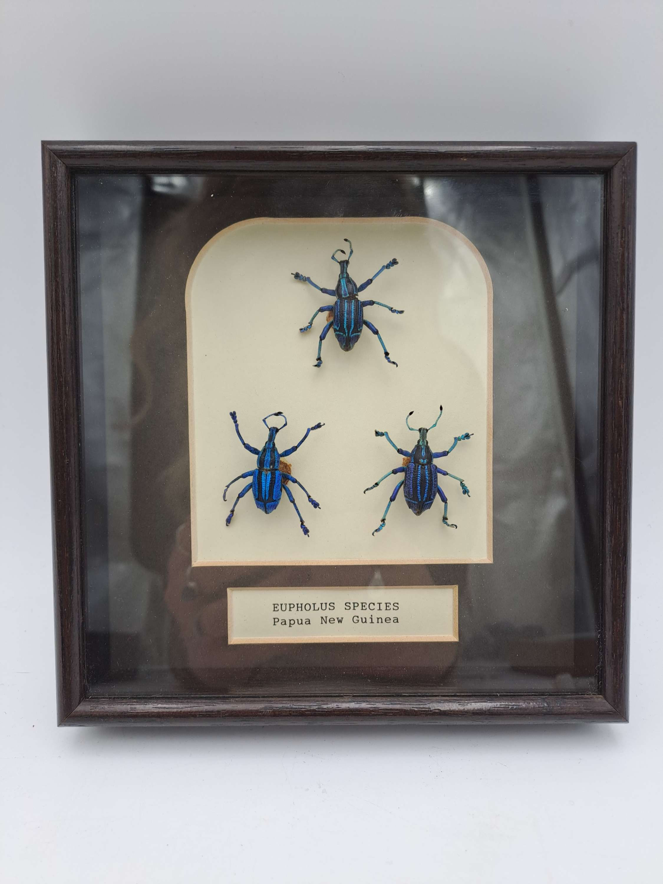 Taxidermy Framed Insects: Collection of 3 Blue Weevil Beetles (Eupholus)