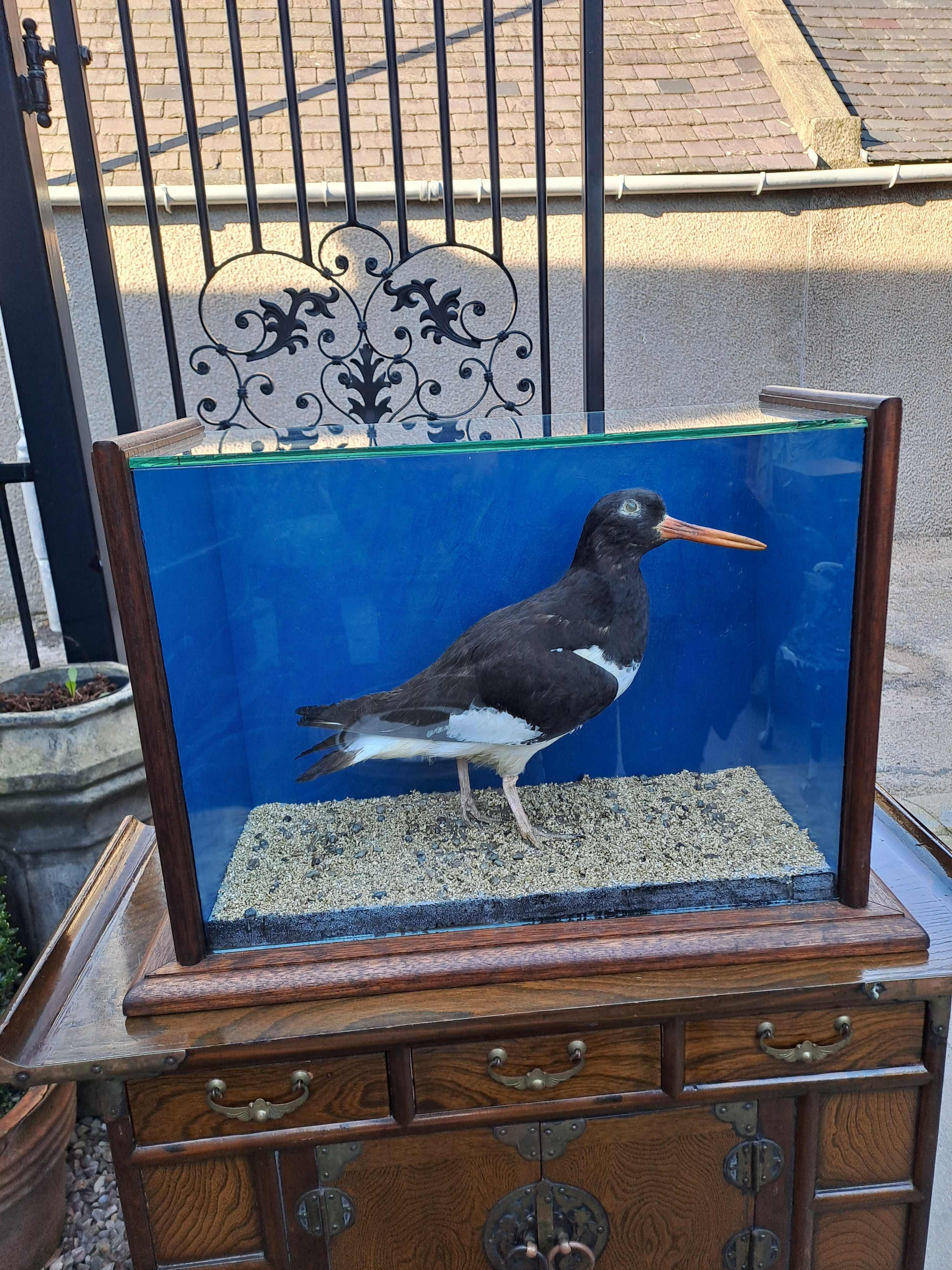 Victorian Taxidermy Oyster Catcher in Case